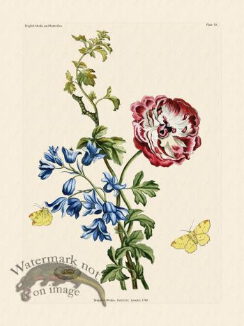 Wilkes Butterflies 053